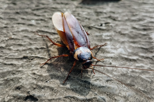 Barata em close-up
