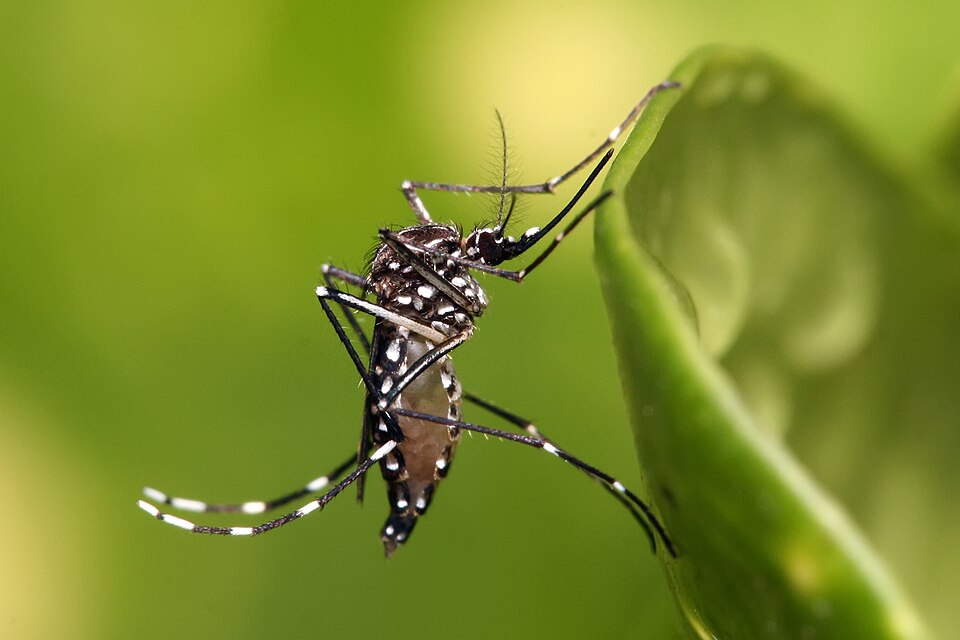 Mosquito em close-up